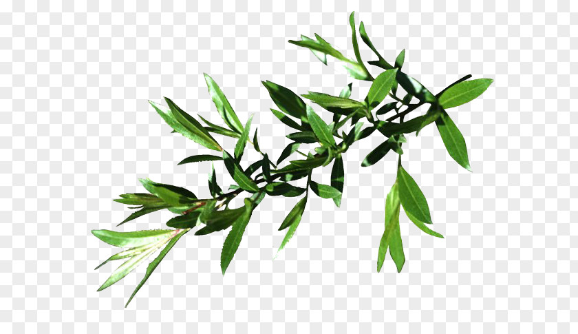 Leaf Willow Tree Four Species PNG