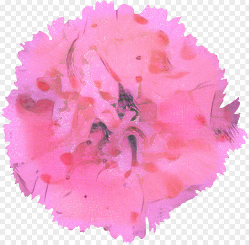 Magenta Pink Family Flower Cartoon PNG