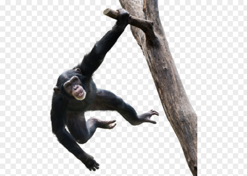 Monkey Chimpanzee Video Stock Photography Royalty-free Ape PNG