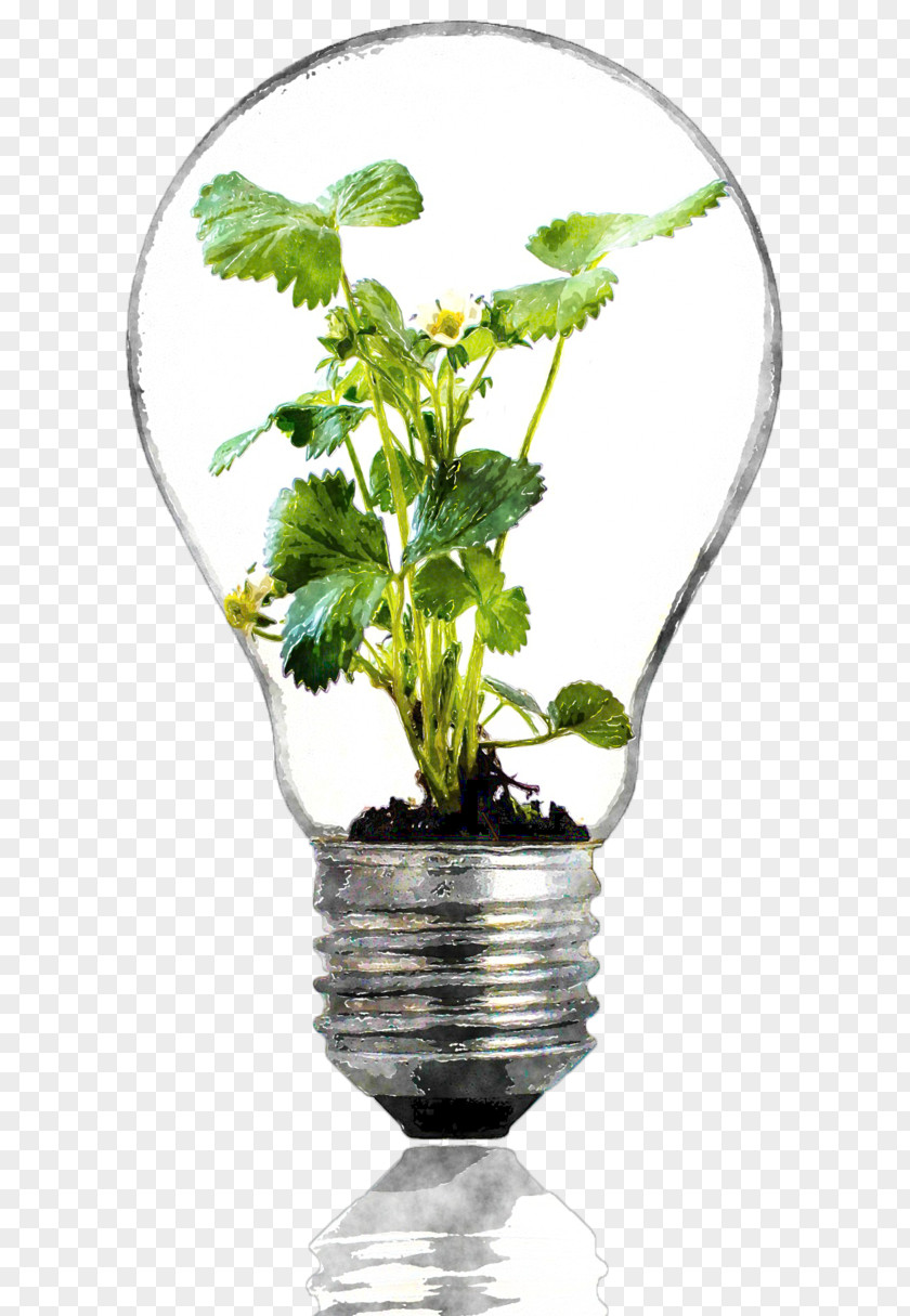 Aquatic Plants Incandescent Light Bulb Summer Bulbs Grow Plant PNG