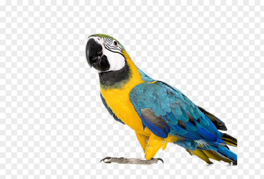 Colored Parrot Material Picture Blue-and-yellow Macaw Bird Red-and-green PNG