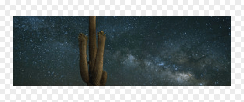 Desert Sky Saguaro Wood Cactaceae /m/083vt Raphoto PNG