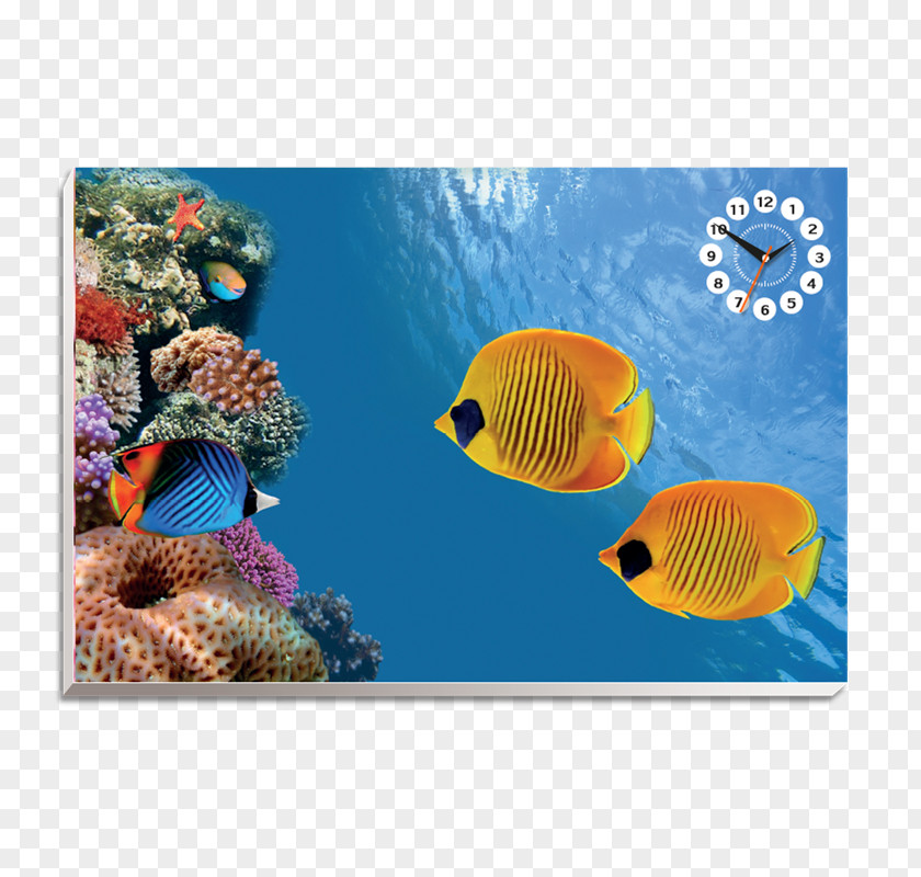 Fish Desktop Wallpaper Underwater Tropical PNG