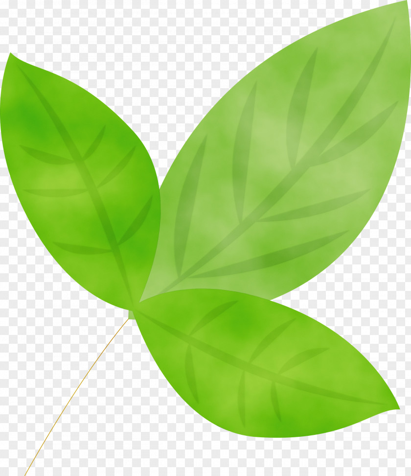 Leaf Green Plant Flower Petal PNG