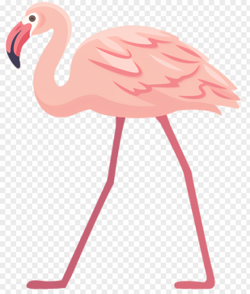 Neck Water Bird Pink Flamingo PNG