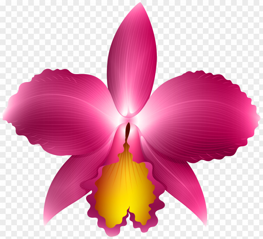 Pink Orchid Transparent Clip Art Image PNG