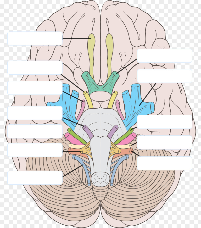 Brain Human Cranial Nerves Brainstem Vertebrate PNG