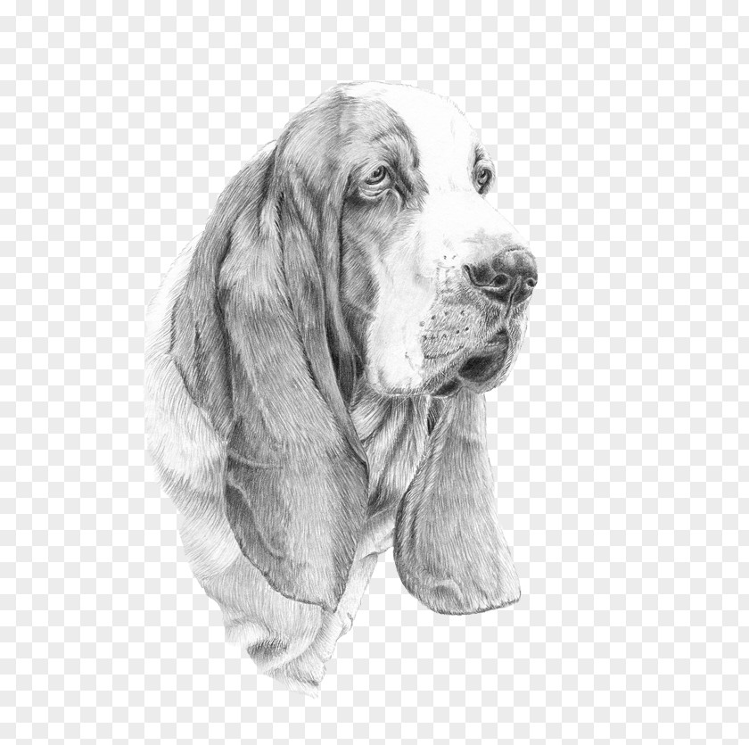 Dogo Argentino Sussex Spaniel Basset Hound Dog Breed IPhone 6 PNG