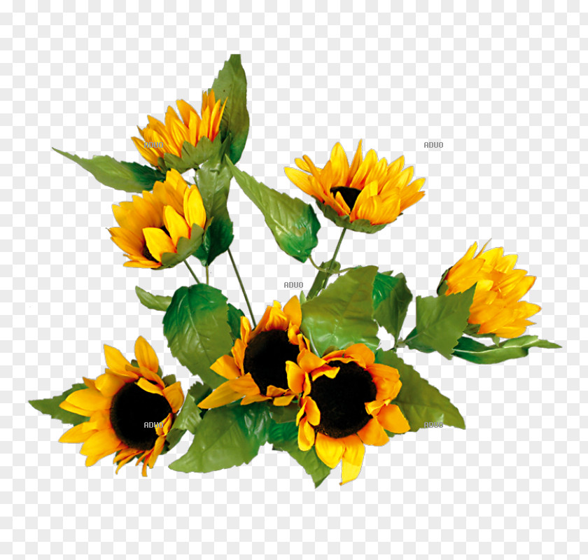 Flowers Backgrounds Common Sunflower Yellow Floral Design Autumn PNG
