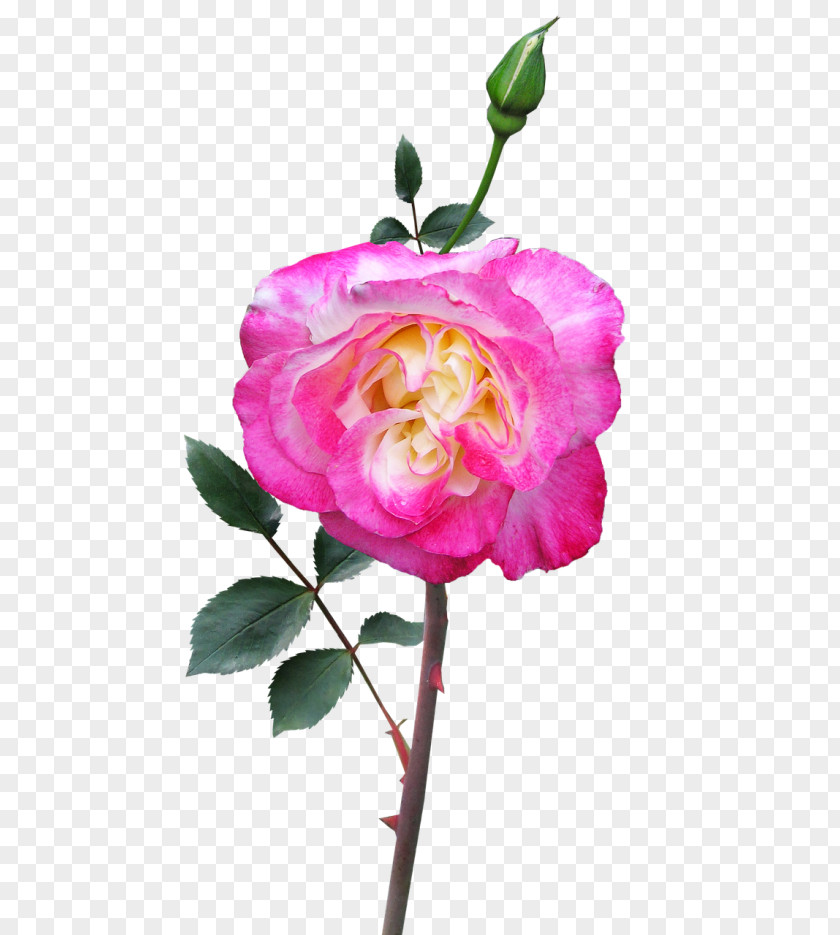 Garden Roses PNG