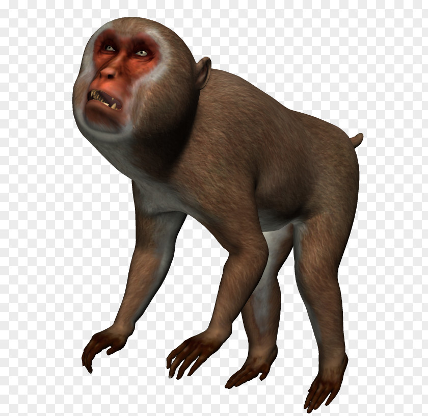 Maymun Meyve Macaque Ape Old World Monkeys Gorilla PNG