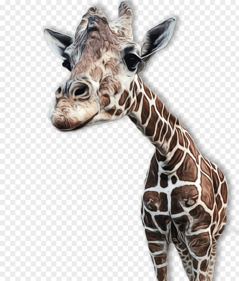 Neck Animal Figure Giraffe Giraffidae Terrestrial Wildlife Head PNG