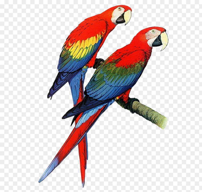 Parrot Parrots Of The World Bird Budgerigar Macaw PNG