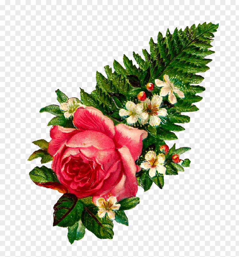 Strawberry Leaf Garden Roses Cabbage Rose Cottage Flower PNG