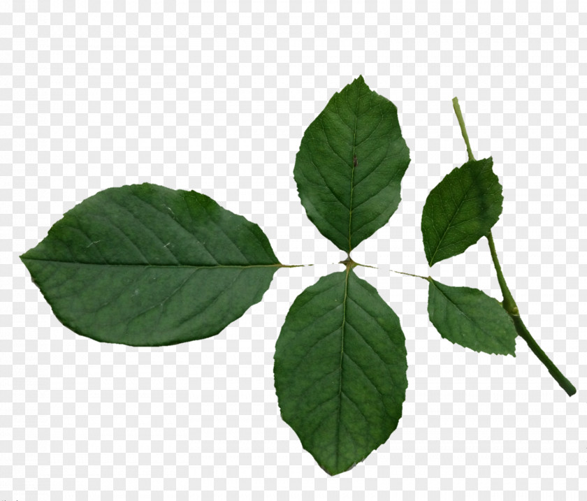 Asuka Leaf Plant Stem Tree PNG