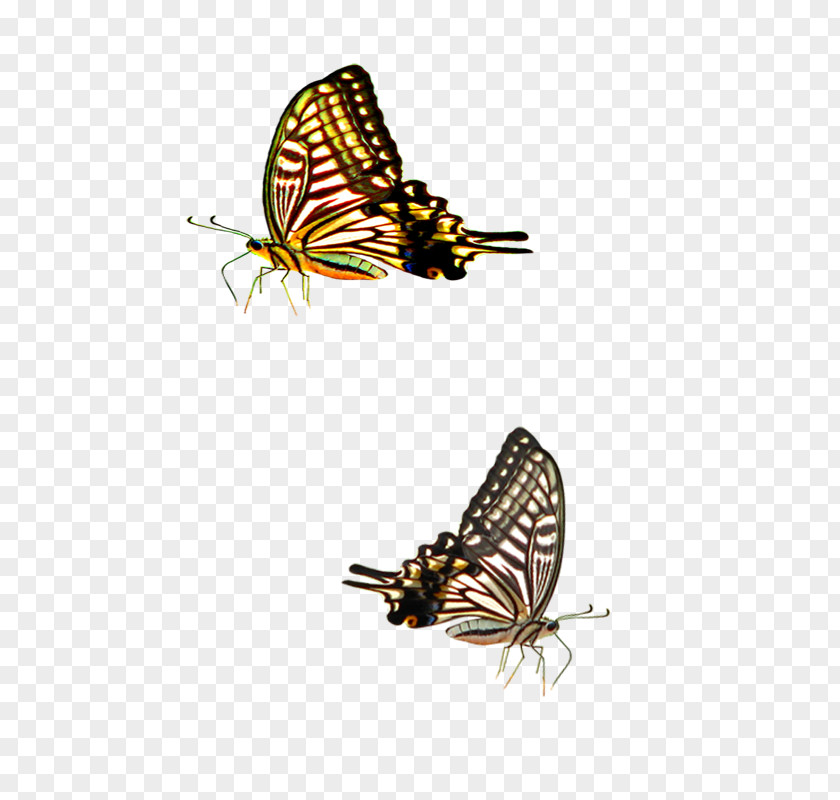 Butterfly Web Design Corporate Identity Website Internet Advertising PNG