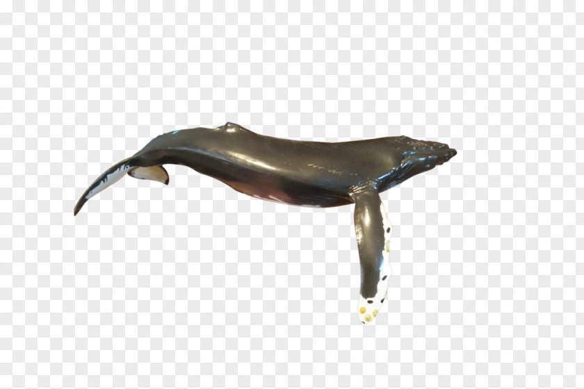 Dolphin Fauna PNG