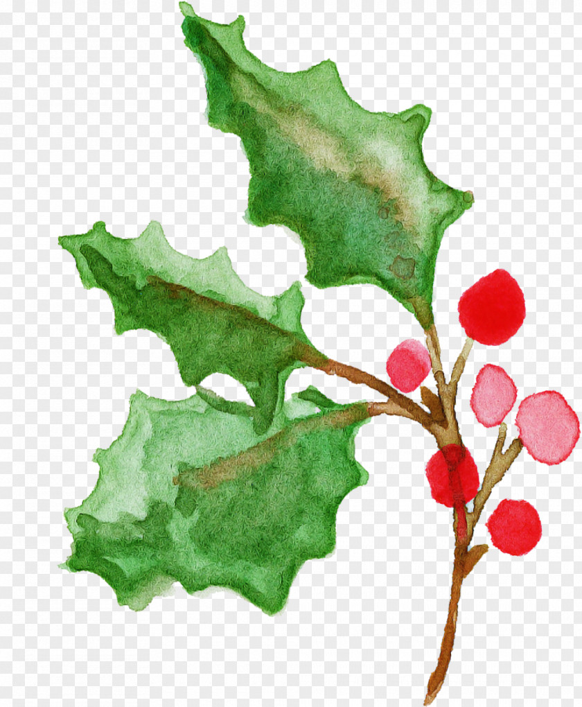 Holly PNG