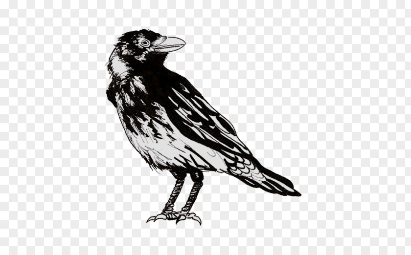 Hooded Crow American Drawing Clip Art Illustration Common Raven PNG