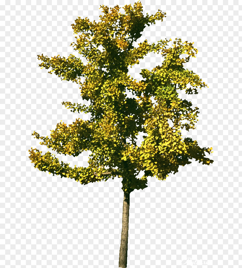 Shrubs Tree Painting Shrub Drawing Architecture PNG