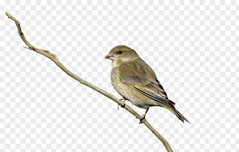 Standing On A Branch Sparrow Bird House Finch Columbidae PNG