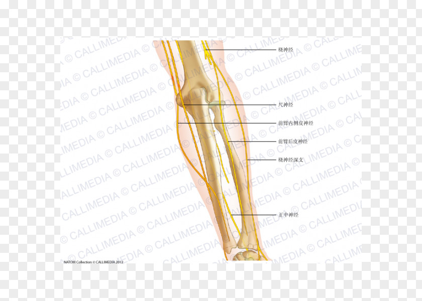 Arm Thumb Elbow Nerve Anatomy Forearm PNG