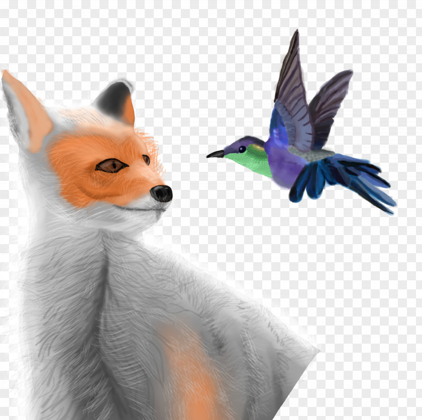Bird Red Fox Beak Fauna Feather PNG