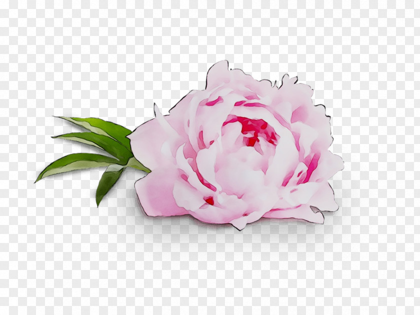 Cabbage Rose Cut Flowers Floral Design Peony PNG