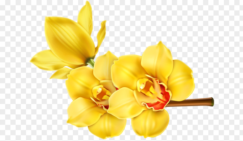 Flower Orchids Floral Design Clip Art PNG