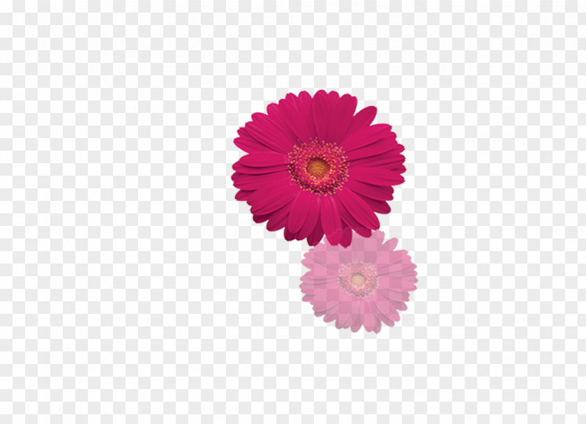 Gerbera Transvaal Daisy Poster Letter PNG