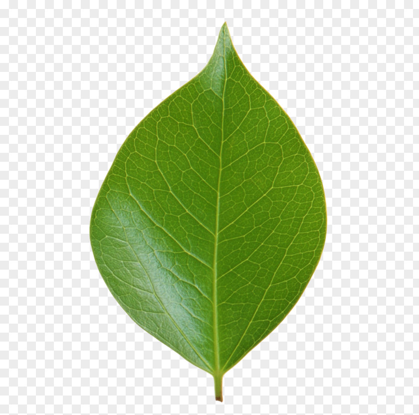 Leaf Green Plant Stem Ping PNG