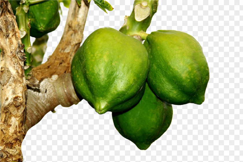 Papaya On Trees Milkshake Lime Fruit Auglis PNG