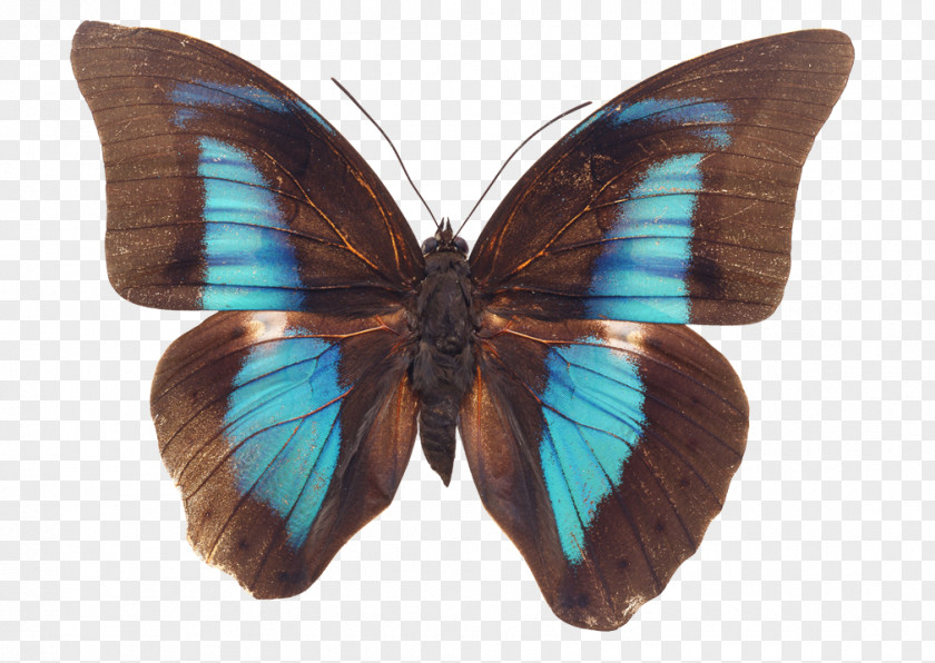 Butterfly Stock Photography Image Royalty-free PNG
