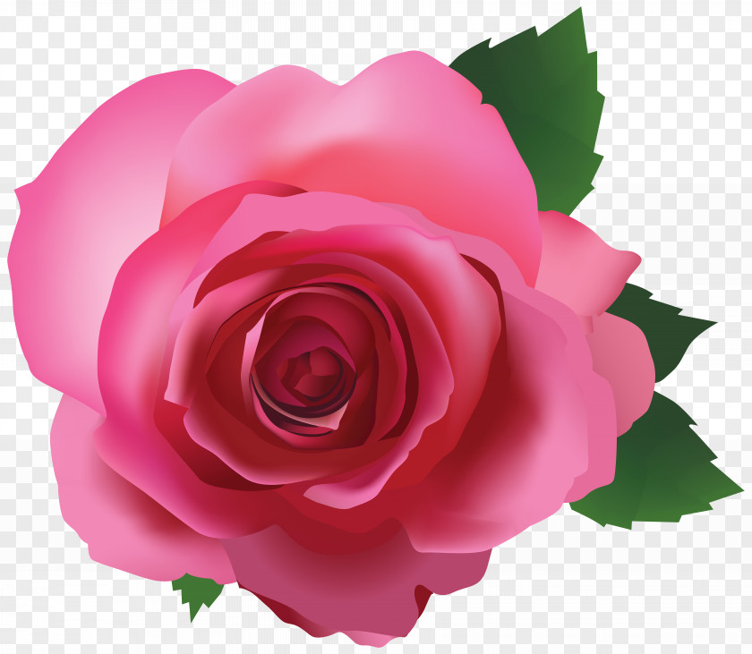 Pink Rose Transparent Image IPhone 6S 7 5s PNG