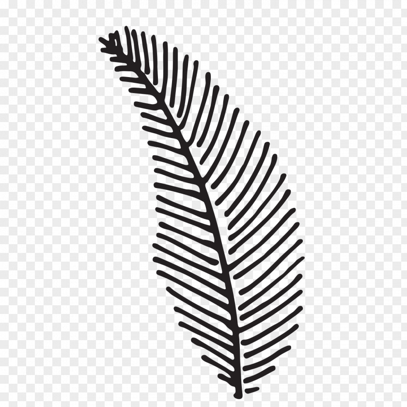 Tree Feather Fern PNG