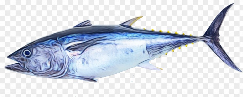 Atlantic Spanish Mackerel Scombridae Fish Blue Marlin Products Bluefin Tuna PNG