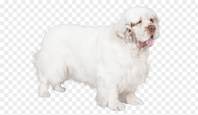 Clumber Spaniel Rare Breed (dog) Dog Companion PNG