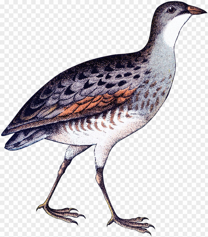 Feather Partridge Beak Fauna Wader PNG