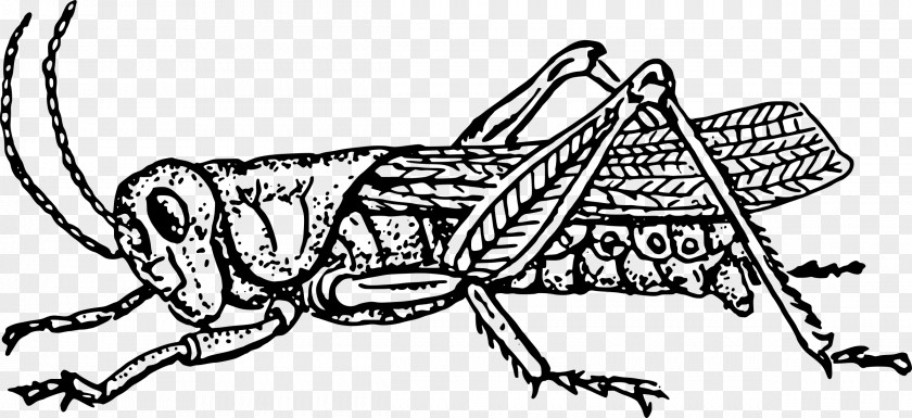 Grasshopper The Ant And Insect Black White Clip Art PNG
