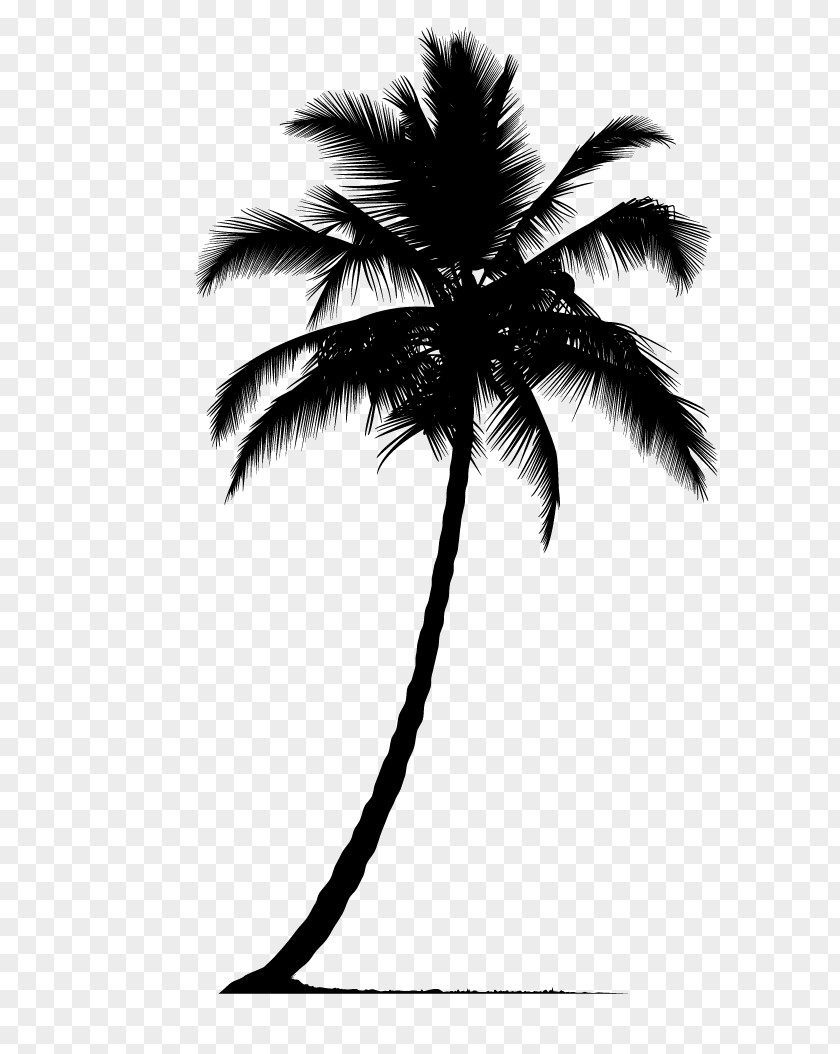 Palm Tree Silhouette Arecaceae PNG