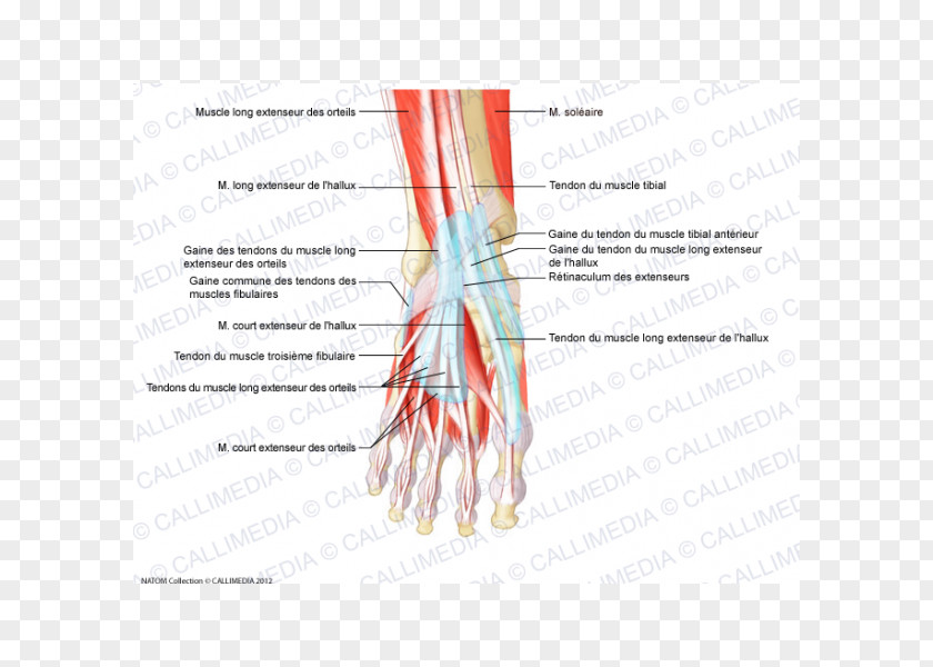Pelvis Finger Muscle Foot Tendon Anatomy PNG
