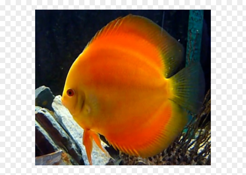 Symphysodon Aequifasciatus Aquariums Feeder Fish Goldfish Siamese Fighting PNG