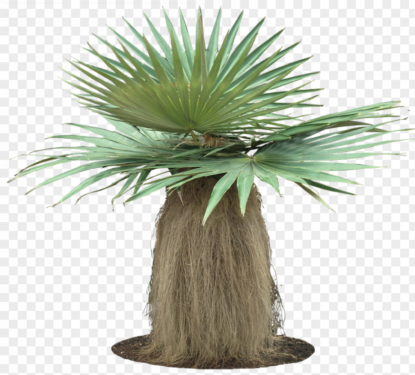 Tropical Arecaceae Coccothrinax Crinita Plant Tree PNG