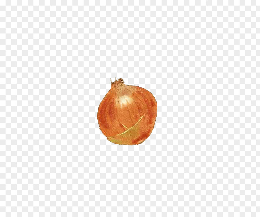 Onion Vegetable PNG
