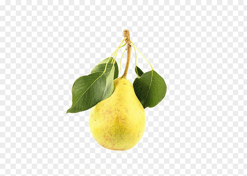 Rhubarb Pear Pyrus Xd7 Bretschneideri Asian Citron PNG