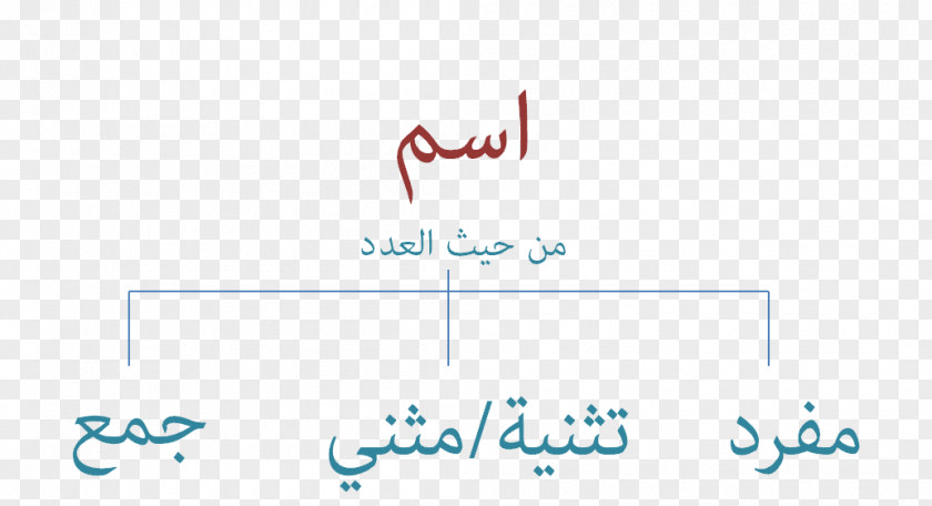 Word Dual Plural Ainsus Arabic Grammar PNG