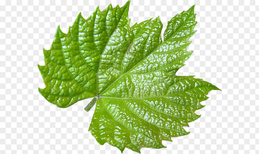 Leaf Grape Leaves Clip Art PNG