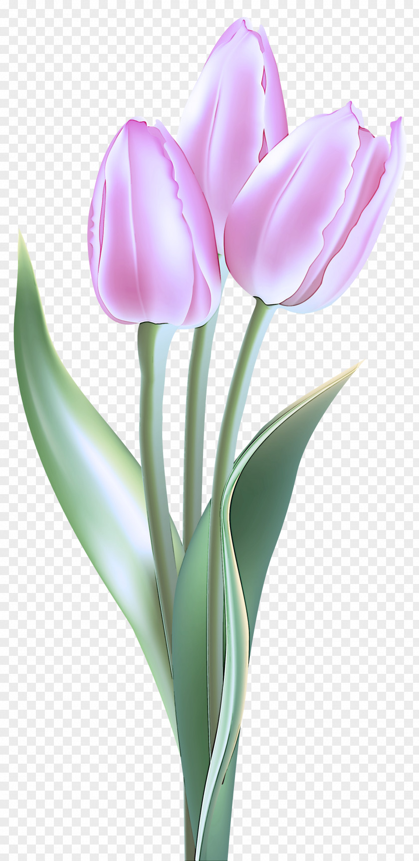 Lily Family Tulipa Humilis Flower Tulip Flowering Plant Petal PNG