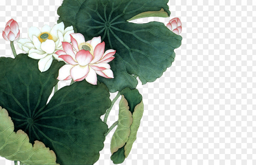 Lotus Leaf Nelumbo Nucifera Chinese Painting Art Poster PNG