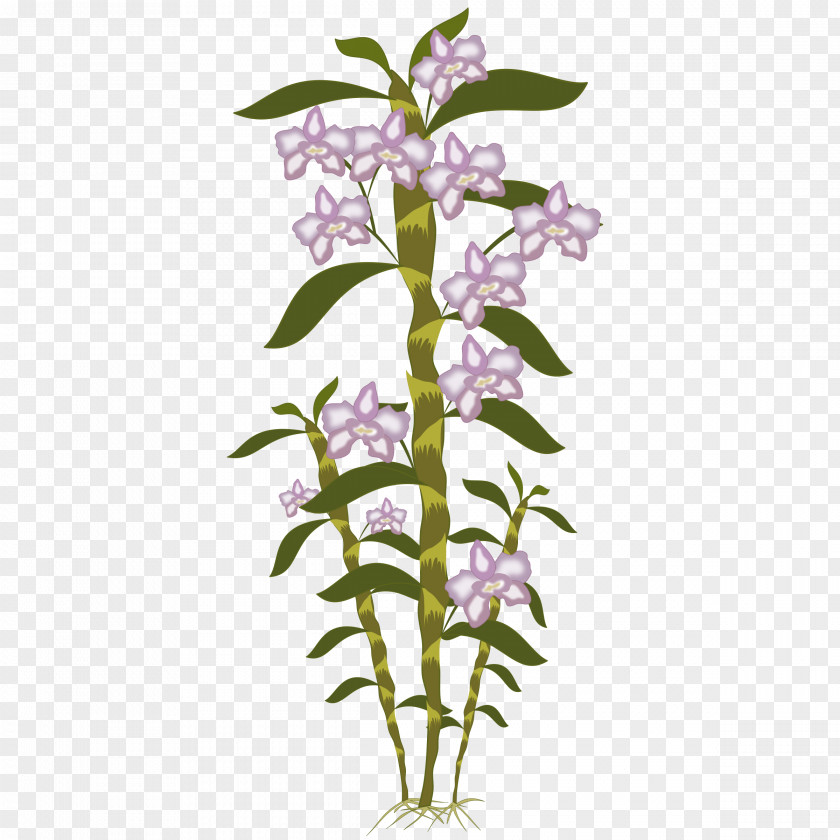 Orchids Botany In A Day Clip Art PNG